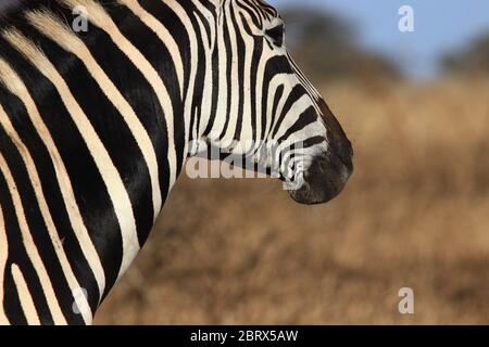 Porträt eines Burchells Zebras, das die Savanne Südafrikas betrachtet. Stockfoto