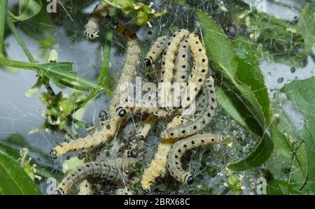 Larven der Spindel ergmine in Seidengewebe auf europäischer Spindel Stockfoto