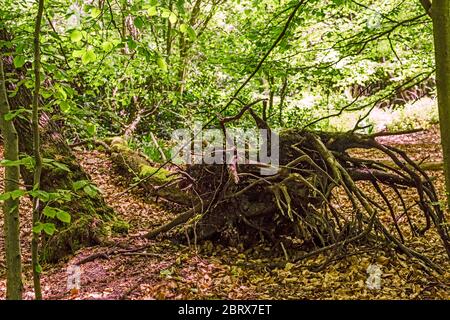 Großer entwurzelter Baum mit freiliegenden Wurzeln in einem Wald in Angus, Schottland, Großbritannien Stockfoto