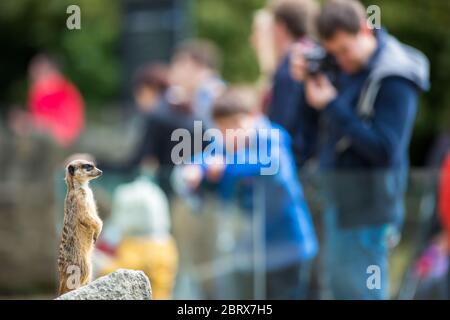 Erdmännchen Erdmännchen sitzend auf Rock im Zoo Stockfoto