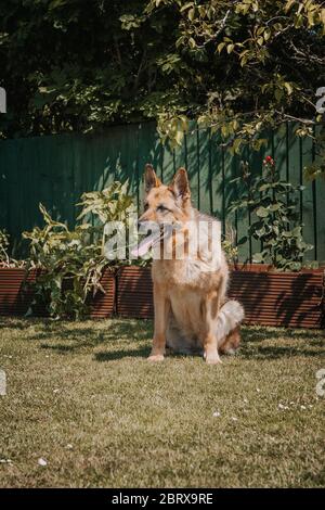 Spielerisch Schäferhund Elsässer spielen im Garten Stockfoto