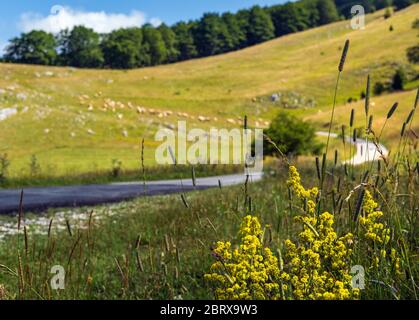 Gräser auf Weide in der Nähe von sekundären Landstraße durch Berg Durmitor Nationalpark, Montenegro, Europa, Balkan Dinarischen Alpen. Nur das Voragro Stockfoto