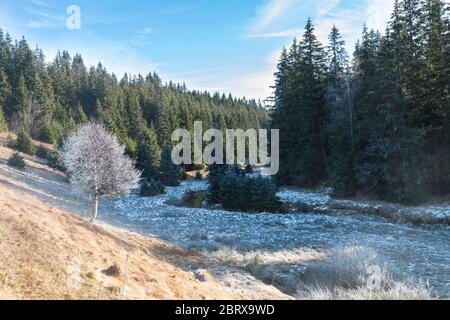 Bachlauf im Böhmerwald Stockfoto