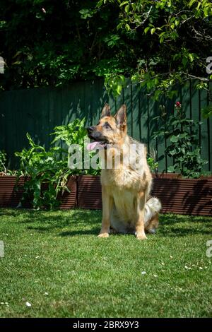 Spielerisch Schäferhund Elsässer spielen im Garten Stockfoto