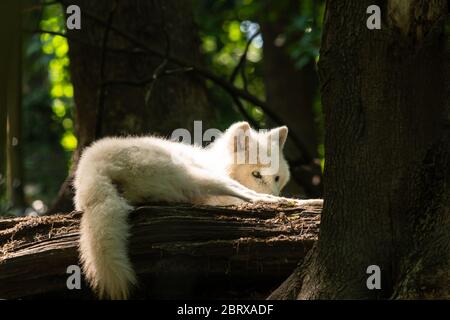 Porträt eines weißen Wolfes, der sich in einem Zoo ausruht, sonniger Frühlingstag Stockfoto