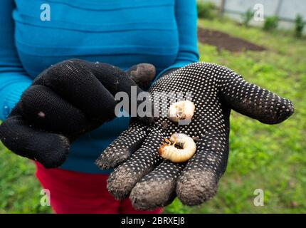 Ältere kaukasische Frau zeigt Hände aus dem Boden ausgegraben Käferlarven Stockfoto