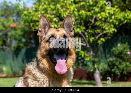 Deutscher Schäferhund-Hund-Portrait Stockfoto