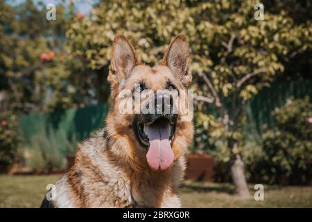 Deutscher Schäferhund-Hund-Portrait Stockfoto