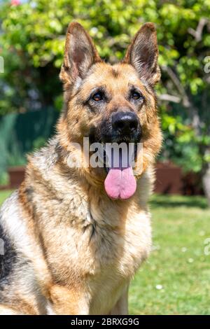 Deutscher Schäferhund-Hund-Portrait Stockfoto