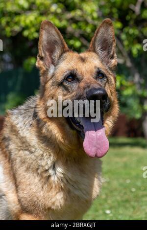 Deutscher Schäferhund-Hund-Portrait Stockfoto