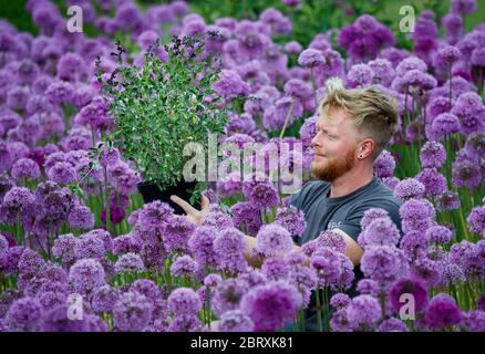 Der Floral Team Leader Russ Watkins neigt zu 8,000 purpurnen Allien bei RHS Harlow Carr in North Yorkshire. Stockfoto