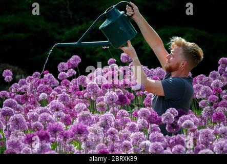 Der Teamleiter des Floral Teams Russ Watkins Waters 8,000 purpurne Alliums bei RHS Harlow Carr in North Yorkshire. Stockfoto