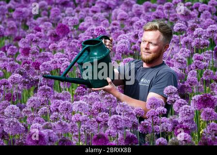 Der Teamleiter des Floral Teams Russ Watkins Waters 8,000 purpurne Alliums bei RHS Harlow Carr in North Yorkshire. Stockfoto