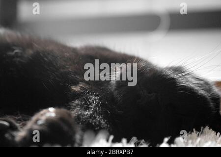 Nette schwarze Katze schlafen mit dem Kopf nach unten. Schließen Sie Foto der Hitze, aber ein wenig vage Bild aufgrund der natürlichen Licht reflektiert auf dem Fell. Stockfoto