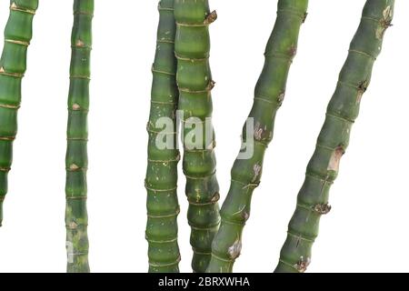 Zweige der Bambus isoliert auf weißem Hintergrund. Stockfoto