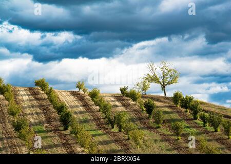 Reihen von hazels auf der Langa Hügel im Piemont, vor einem dunklen Blau stürmischen Himmel voller Wolken Stockfoto