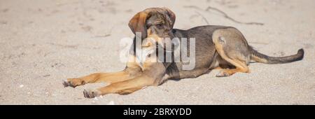 Junge braune Hund Ruhe auf dem Sandstrand Stockfoto