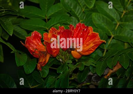 Schöne orange und rote Blumen auf einem Baum im Regenwald des Metropolitan Park, Panama City, Republik Panama. Stockfoto