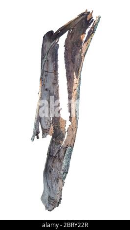 Stück Rinde auf dem weißen Hintergrund isoliert. Objekt mit Beschneidungspfad. Stockfoto