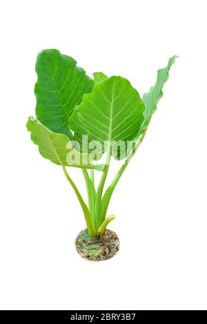 Elefantenohr, tropische Pflanze isoliert auf weißem Hintergrund. Mit Clipping-Pfad. Stockfoto
