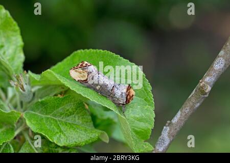 Buff-Tip (Phalera Bucephala) Stockfoto