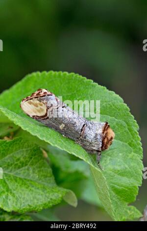 Buff-Tip (Phalera Bucephala) Stockfoto