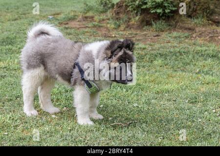 American Akita junger Welpe in Abington Park, Northampton, England, Großbritannien. Stockfoto