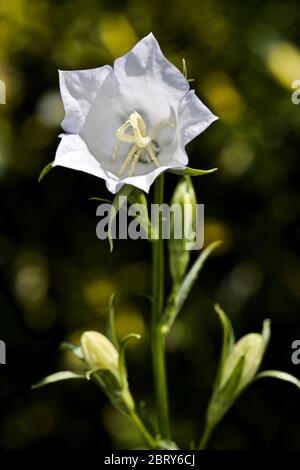 Campanula Persicifolia Pfirsich blättrige Glockenblume Stockfoto