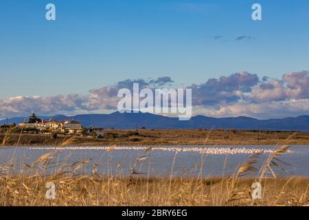 Riesige Pelikanschar ruht auf Schwarm am See Caratza Dimou Aigeirou in der Nähe von Dorf Fanari, Xanthi Region in Nordgriechenland, sonniger Spätherbst Nachmittag. Seichter selektiver Fokus Stockfoto