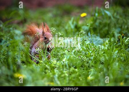 Rotes Eichhörnchen im Wald. Ein Waldtier aus der Nähe gesehen. Ein Haustier mit rotem Schwanz und großen Augen im Frühlingswald zwischen den Bäumen. Stockfoto