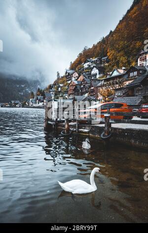 Stimmungsvolle Herbstlandschaft von Hallstatt bei Sonnenaufgang, ein friedliches Seedorf & UNESCO-Weltkulturerbe im Salzkammergut, mit Nebel um, bea Stockfoto