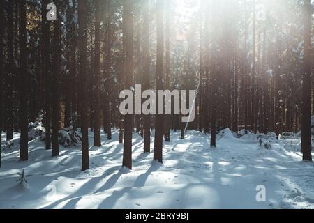 Frostige Winterlandschaft im verschneiten Wald mit warmem Licht durch Bäume Stockfoto