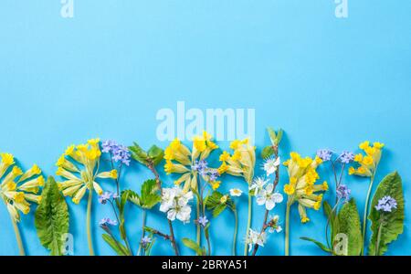 Verschiedene Frühlingsblüten Hintergrund Konzept. Blaue Vergissmeinnicht, gelbe Kuhschnippen, Kirschblüten auf blauem Hintergrund, viel Kopierraum. Stockfoto