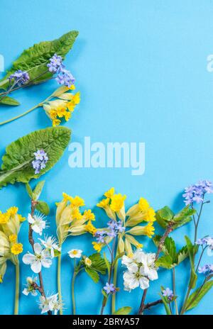 Verschiedene Frühlingsblüten Hintergrund Konzept. Blaue Vergissmeinnicht, gelbe Kuhschnippen, Kirschblüten auf blauem Hintergrund, viel Kopierraum. Stockfoto