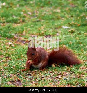 Eichhörnchen, wissenschaftlicher Sciurus vulgaris, auf einem Rasen sitzend und mit einer Eichel haltend. Stockfoto