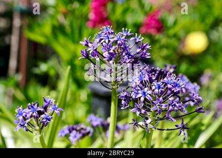 Scilla'S Karibische Juwelen apphire Blau' Stockfoto