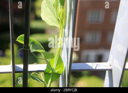 Junge süße Erbsenpflanzen wachsen auf einem Londoner Balkon, Großbritannien Stockfoto