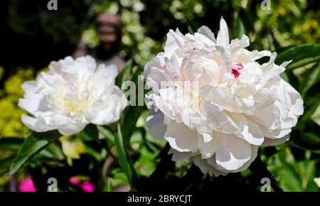 Paeonia lactiflora 'Shirley Temple' (Pfingstrose) Stockfoto