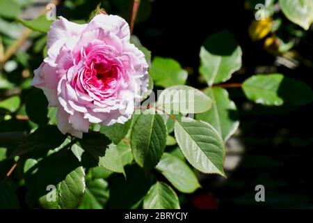 James Galway (Auscrystal) - Englisch Kletterrose Stockfoto