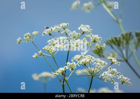 Nahaufnahme einer kleinen Hornisse, die auf einer wilden Kuh Petersilie Pflanze sitzt. Weiße natürliche Blume auf blauem Himmel Hintergrund. Stockfoto