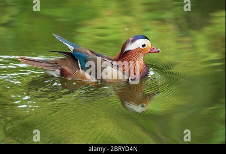 Nahaufnahme einer Mandarin-Ente, die in einem See schwimmt und einen schönen grünen Hintergrund widerspiegelt. Stockfoto