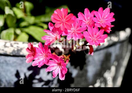 Lewisia 'Safira Rot' Stockfoto