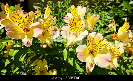 Alstroemeria 'Yellow Freundschaft' peruanischen Lily Stockfoto