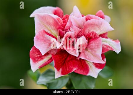 Petunia Cherry Ripple Stockfoto