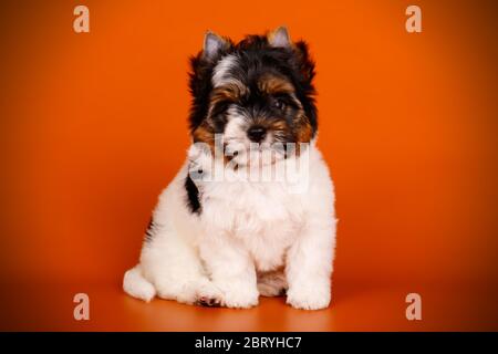 Studio-Fotografie eines Biewer Yorkshire Terrier auf farbigen Hintergründen Stockfoto