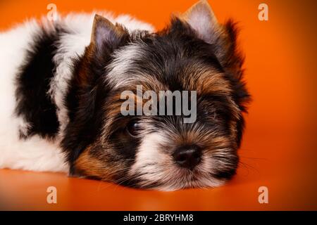 Studio-Fotografie eines Biewer Yorkshire Terrier auf farbigen Hintergründen Stockfoto
