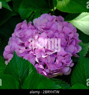 Kathmandu Nepal - Garten der Träume Purpurauge Phlox paniculata Stockfoto