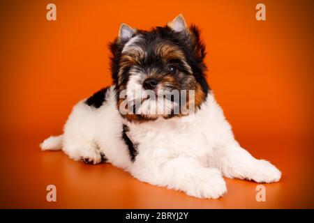 Studio-Fotografie eines Biewer Yorkshire Terrier auf farbigen Hintergründen Stockfoto