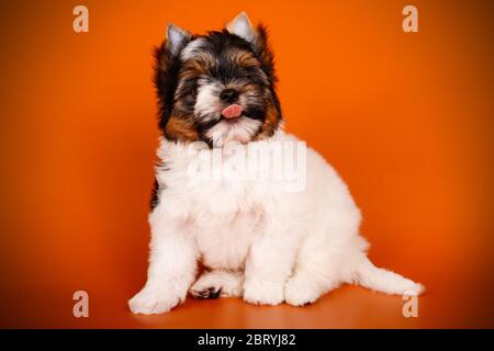 Studio-Fotografie eines Biewer Yorkshire Terrier auf farbigen Hintergründen Stockfoto