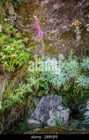 Wilde lila Füchshundblume oder Digitalis in seinem natürlichen Lebensraum, umgeben von anderen wilden grünen und blauen Pflanzen. Es wächst in schattigen feuchten Riss von Stockfoto